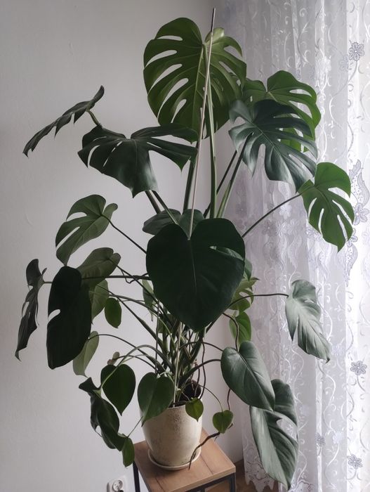 Piękna duża monstera.