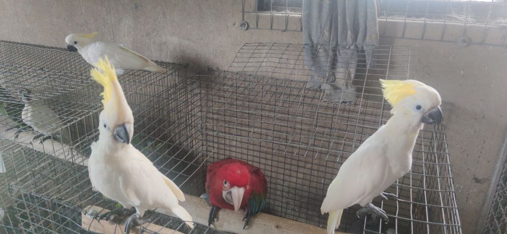 Cacatuas shulphurea sulfúrea 2023  independentes muito meiguin