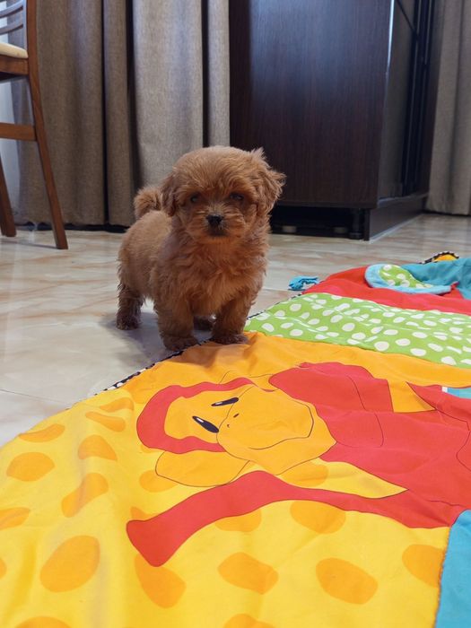 Мальтіпу хлопчик