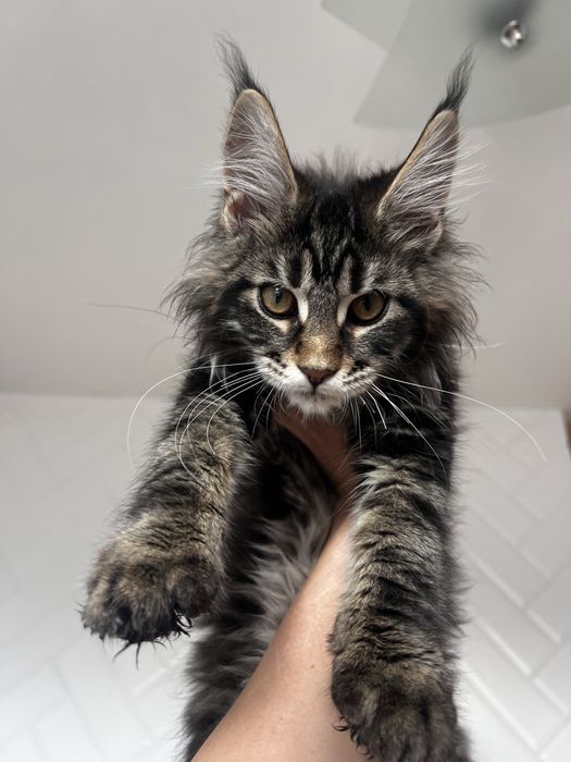 Хлопчик мейнкун мармуровий