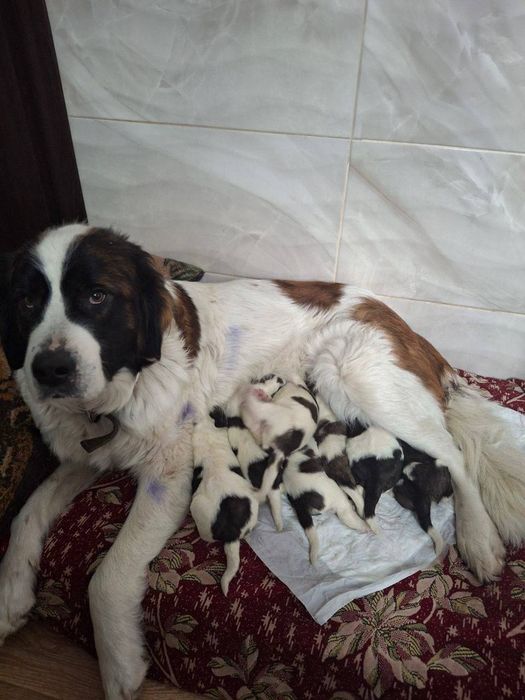 цуценята московської сторожової