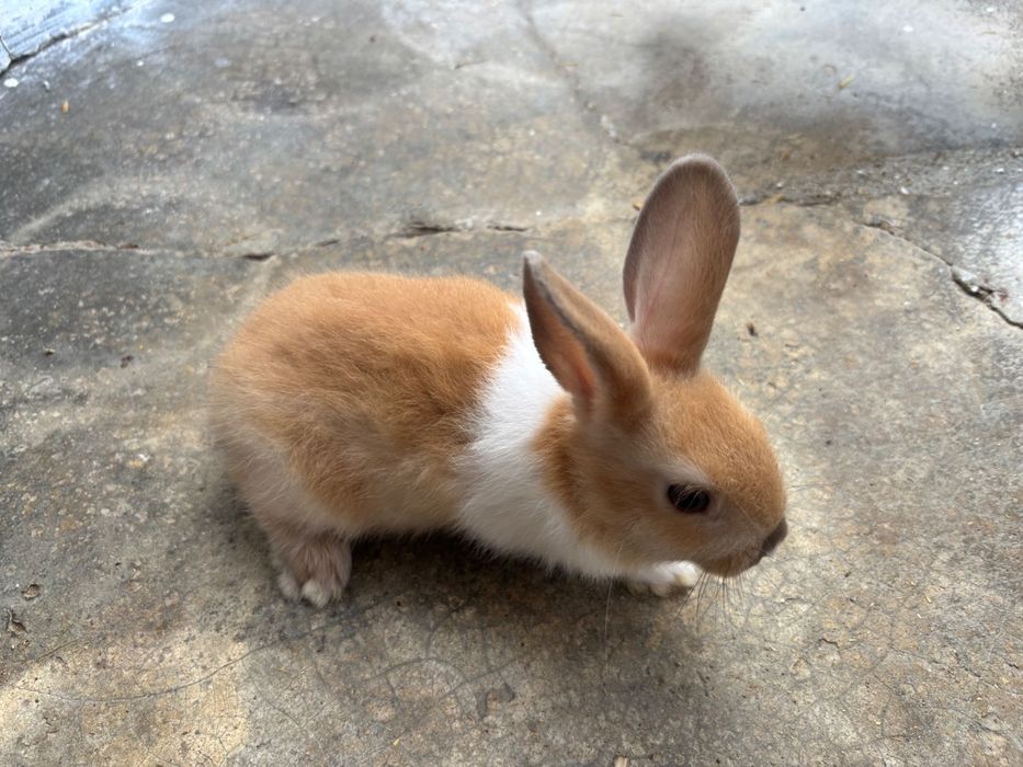 Coelhos anões bebés