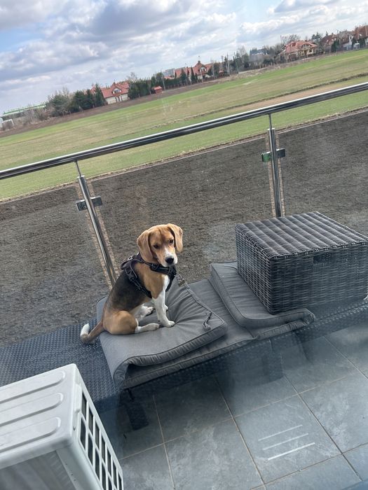 Krycie Beagle Kutno
