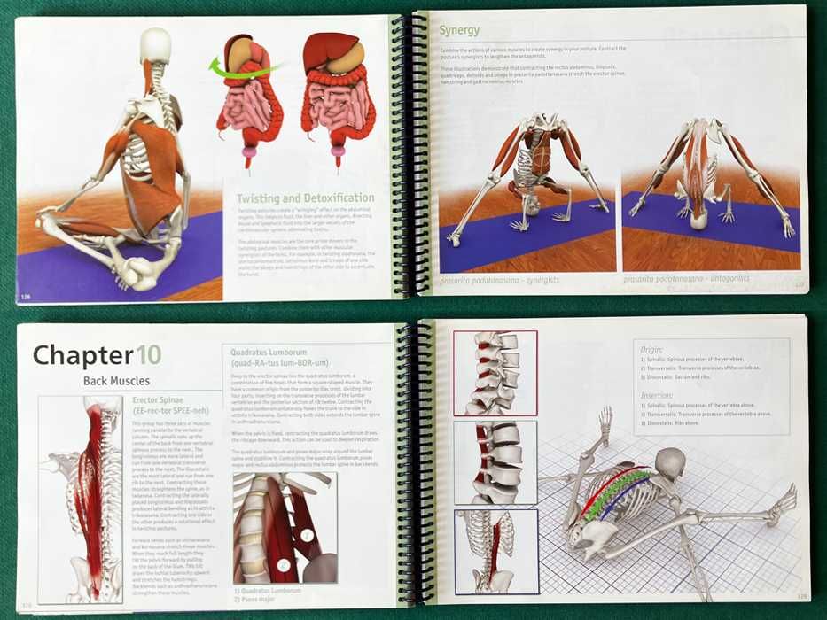 The Key Muscles of Hatha Yoga - Ray Long (vol. 1)64584551233795121