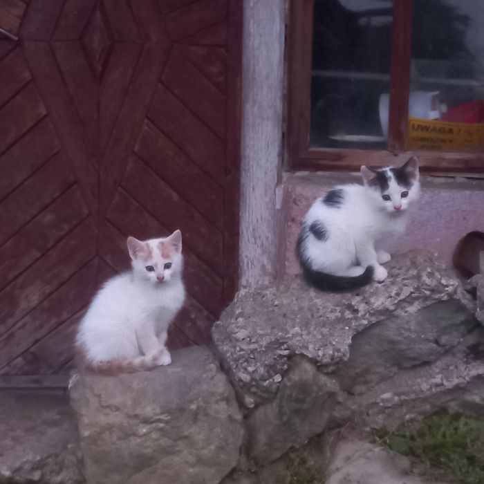 Małe kotki do oddania