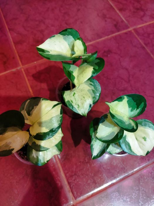 Сортовые эпипремнум, сциндапсусы.