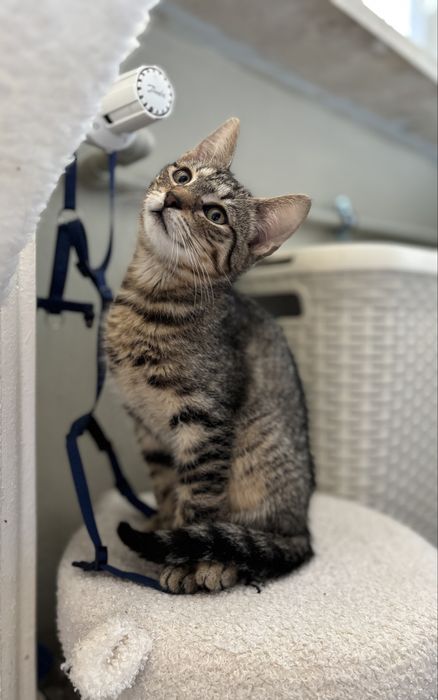 Weasley - kotek do adopcji