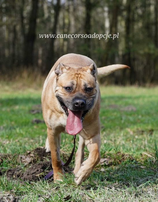 Ben mix molosa i prawdopodobnie labradora.