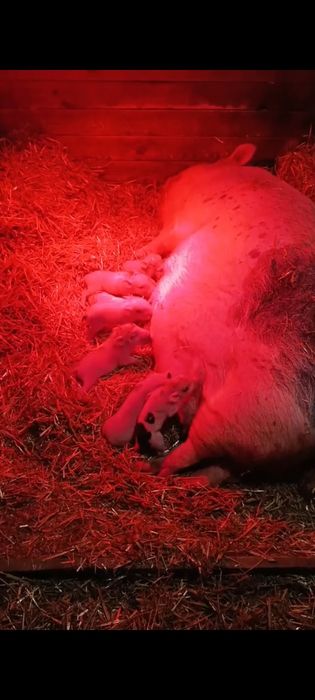 Вьєтнамські поросята