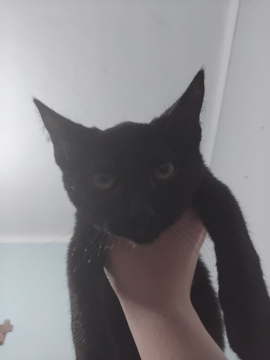 Mini pantera Adoção