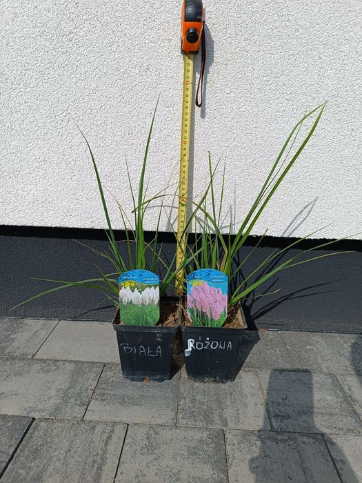 Trawa pampasowa biała i różowa sadzonka P11