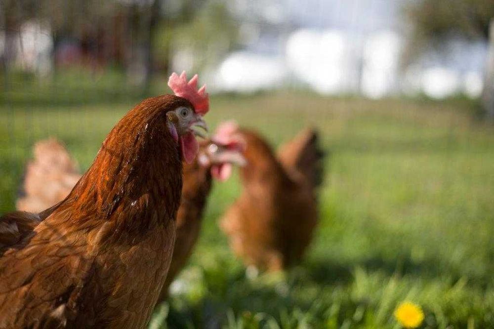 Kury nioski Rosa ogólnoużytkowa dowóz gratis