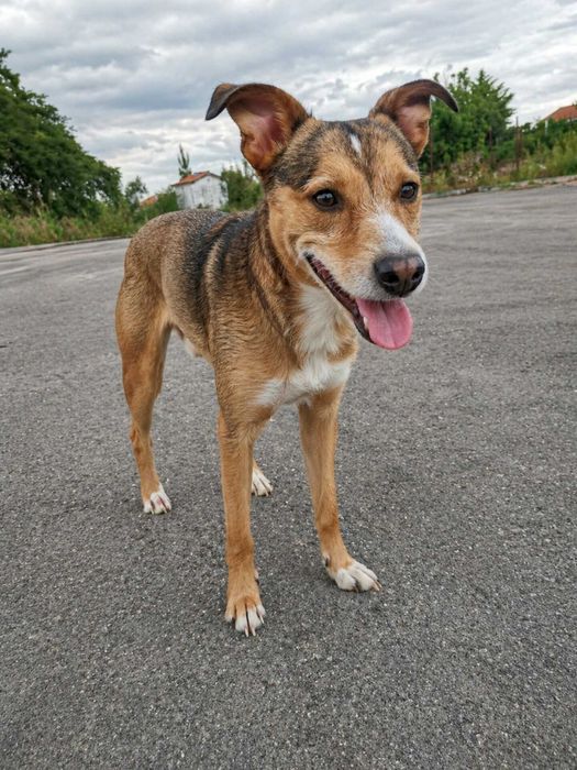 SPLIT (Macho, 15Kg) - Para adoção