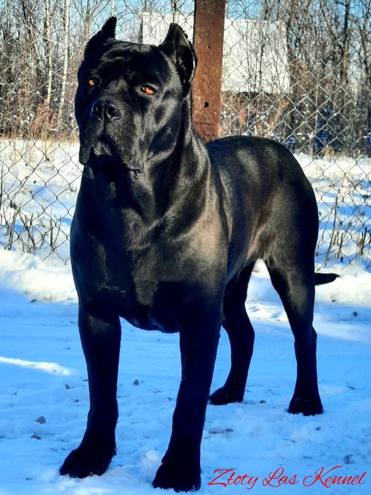 Cane Corso italiano sunia błękitna