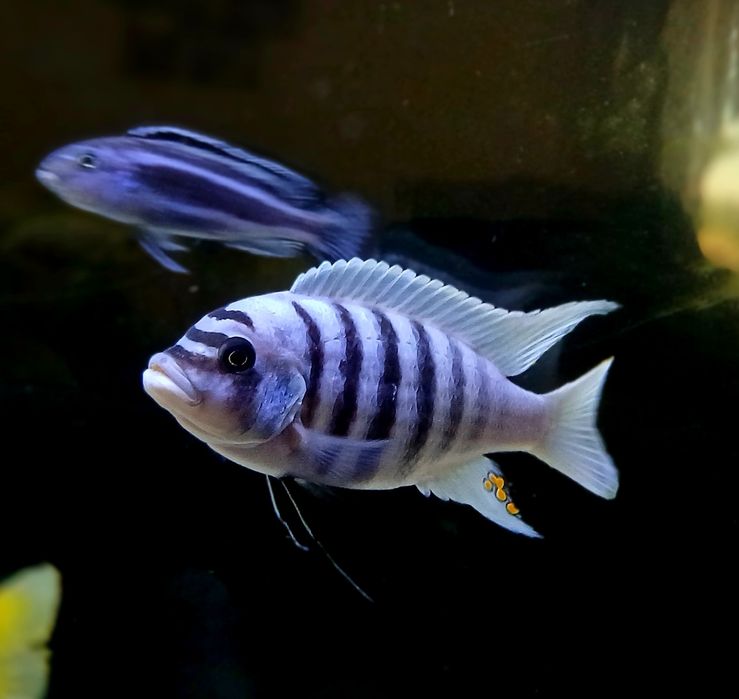 Ciclideos africanos malawi maison reef