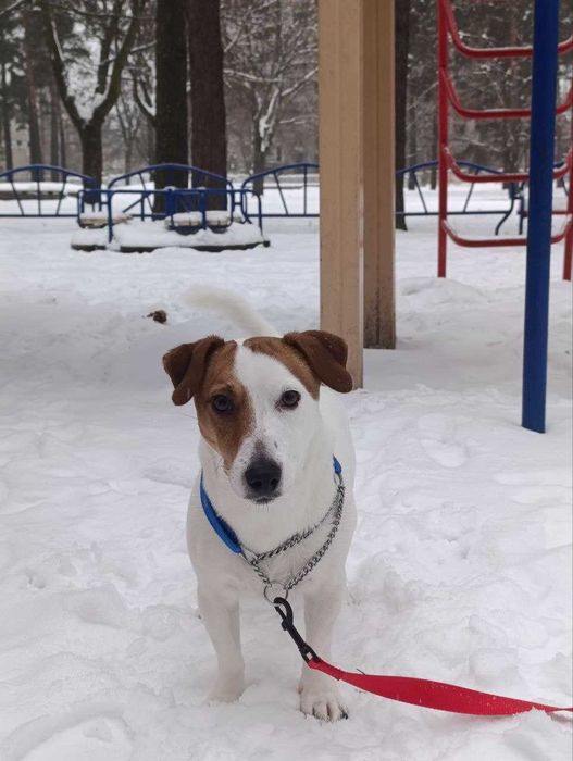 Віддам Джек рассела в добрі руки бажано приватний сектор