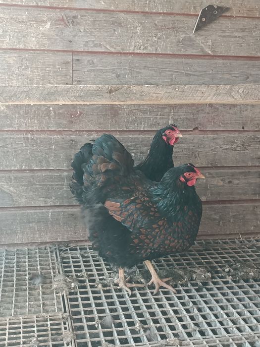 Wyandotte Olbrzymia Jaja lęgowe