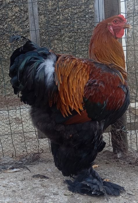 Aves Ornamentais Brahma perdiz e buff