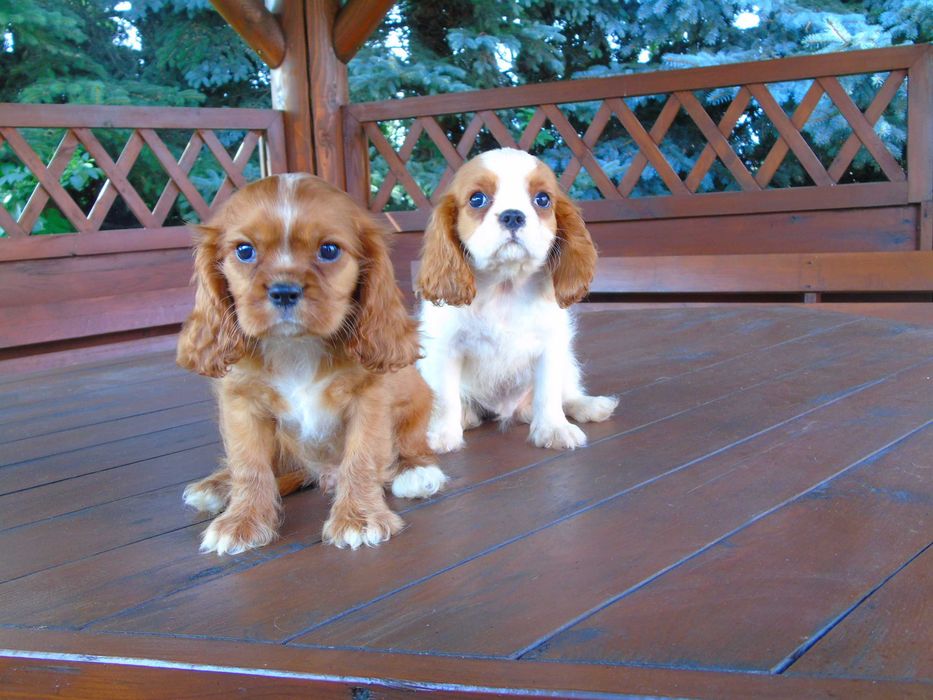 Cavalier King Charles Spaniel chłopiec