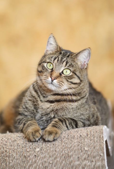 котик Лука 2 года, кот, красивый котенок