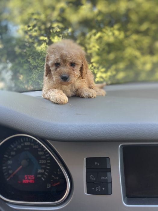 Мальтіпу Ф2