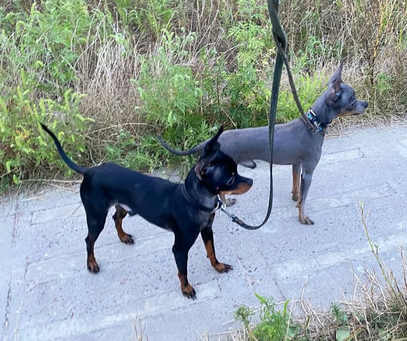 Жених той терьера приглашает дам