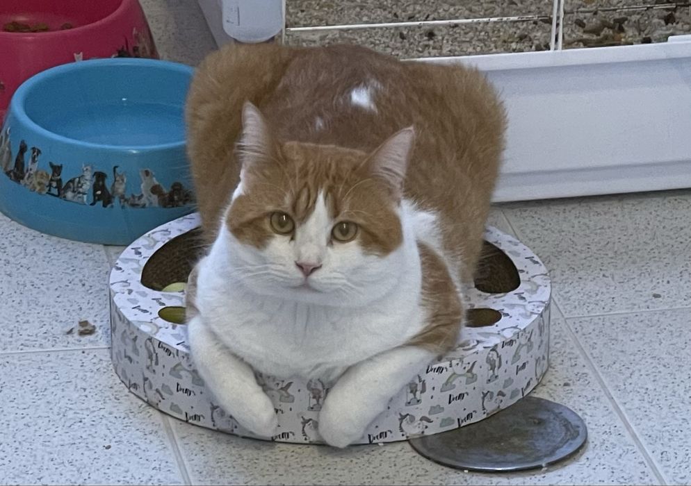 Doar gatinhos grandes