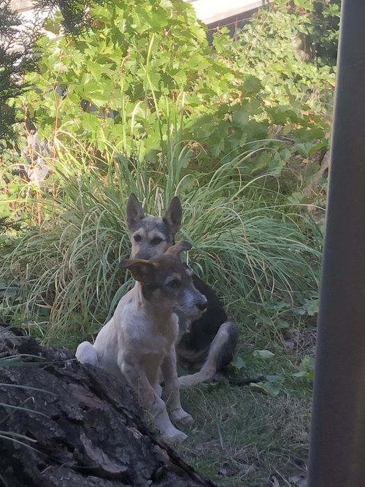 Девочка и мальчик