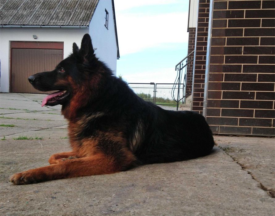 Owczarek niemiecki długowłosy z rodowodem