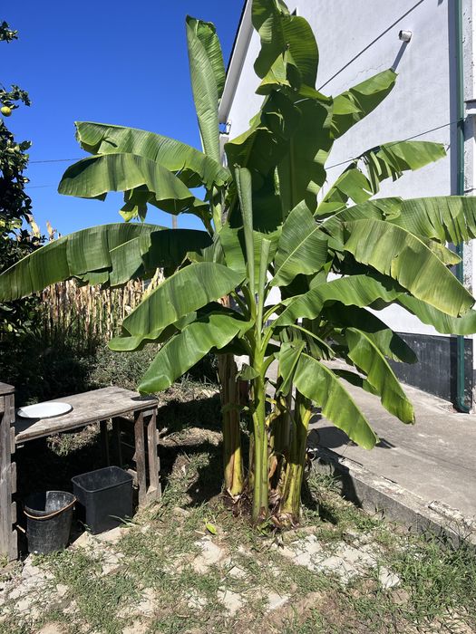 Mudas de bananeira – cultivadas com muito carinho
