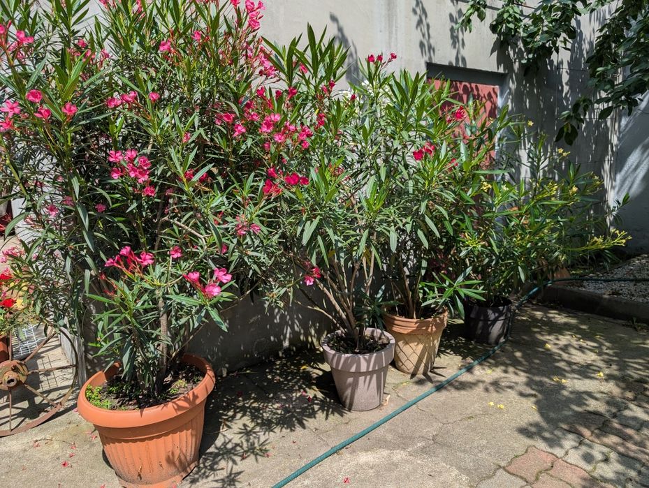 Oleander kwiaty na sprzedaż