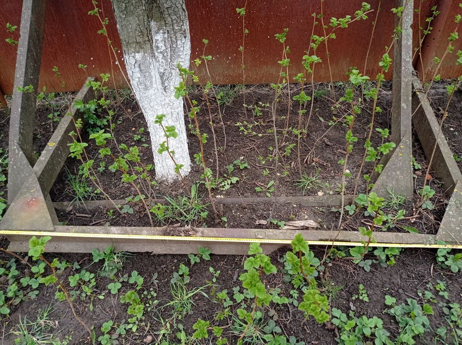 Роги до лісовоза