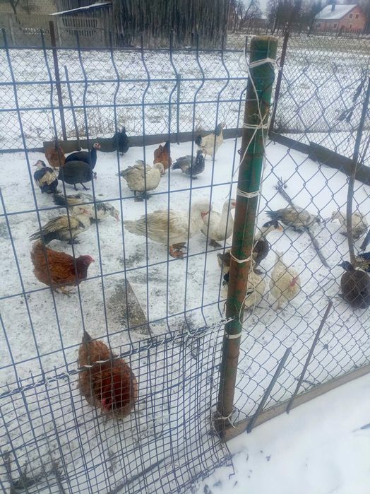 Sprzedam kaczki francuskie