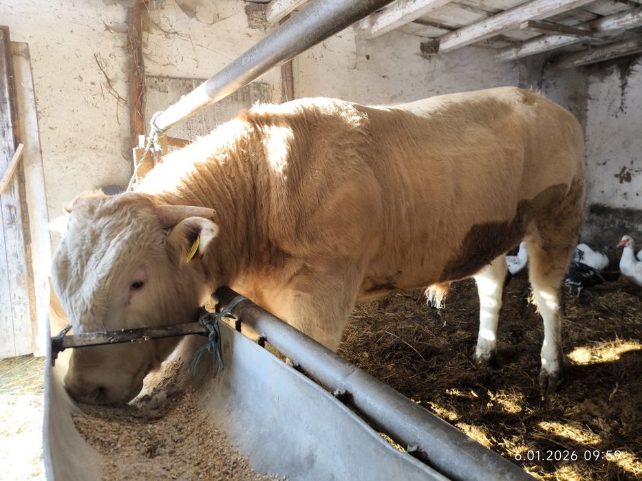 Byki rasy Blonde d'Aquitaine