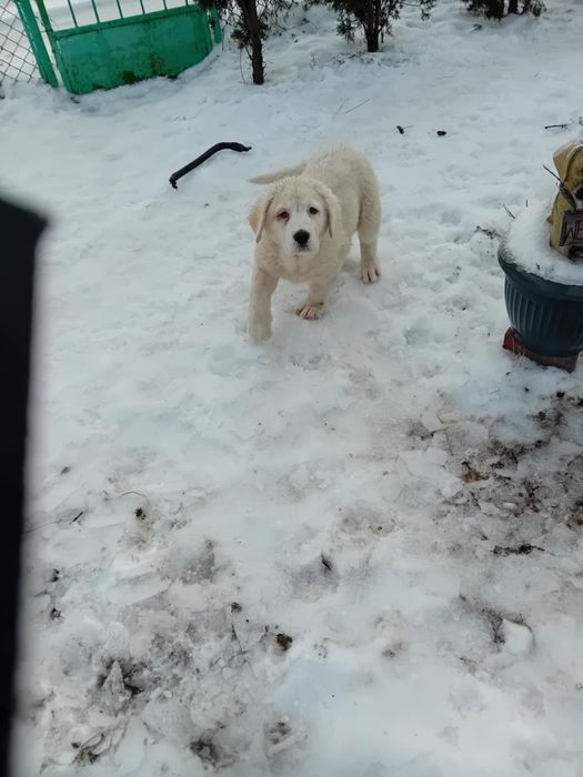 Sprzedam owczarki środkowo azjatyckie