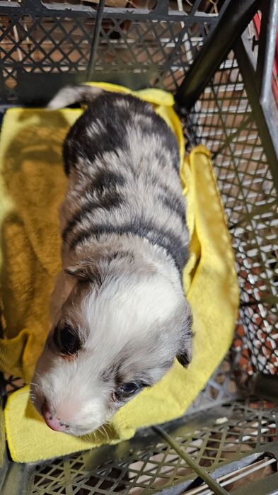 Sunia Border collie do rezerwacji