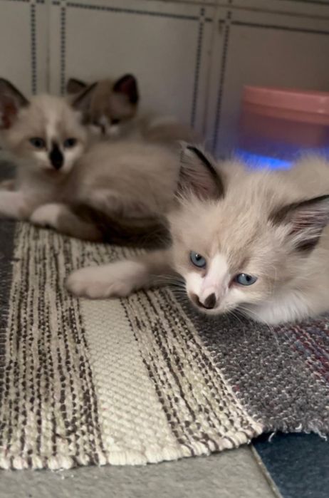 Gatos para adoção responsável
