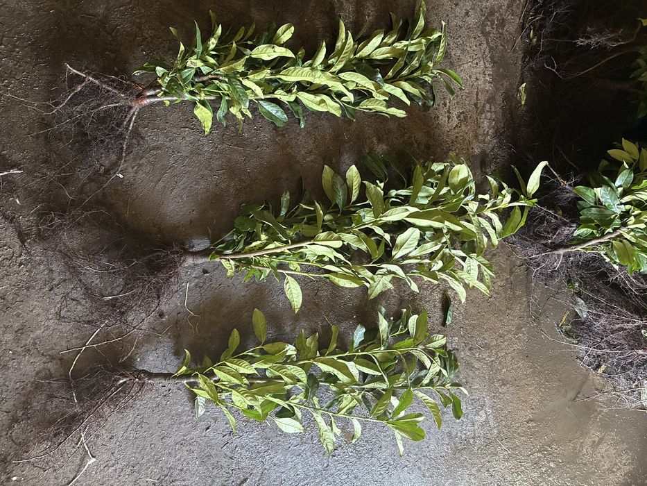 laurowisnia  GENOLIA  80-90 cm
