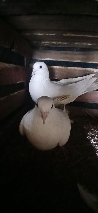 Продам фазанов .