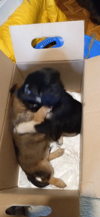 Цуценята невеликої породи,метиси