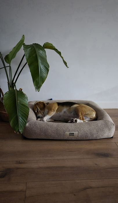 Oddam suczkę rasy beagle