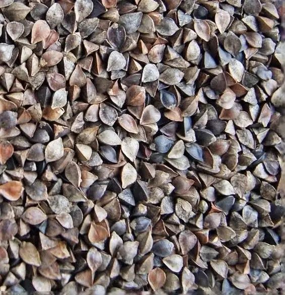 Sprzedam Grykę Zbiór 2025