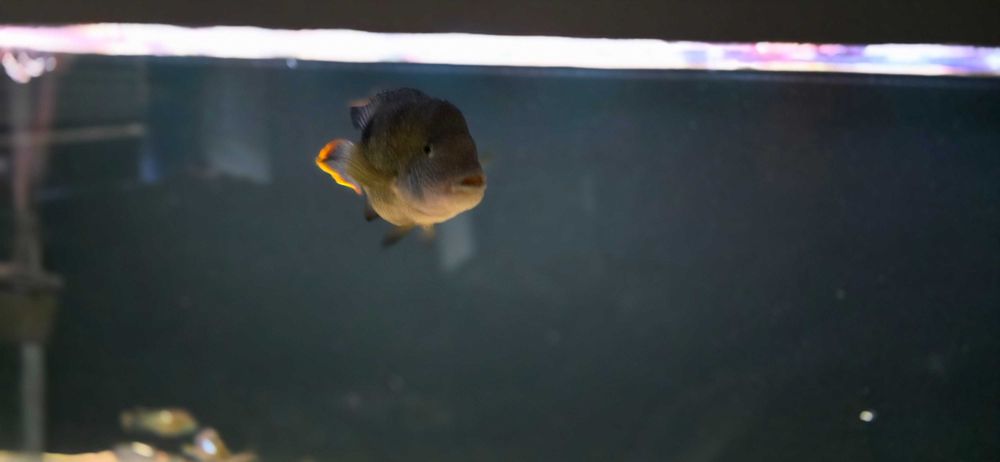 Akwarium 200x70x60cm