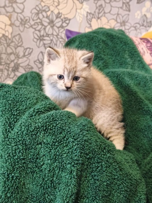 Продам котика шотландець