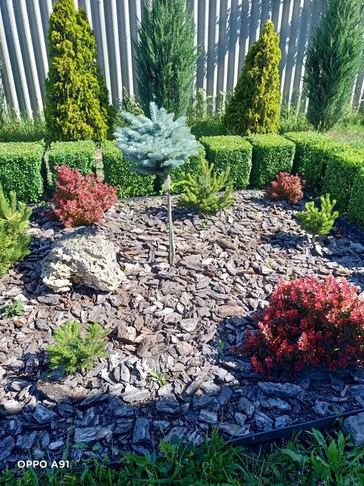 Самшит (Buxus) ! Куб 40х40х40см.,В контейнере Р11 (1л.) 20-30см.