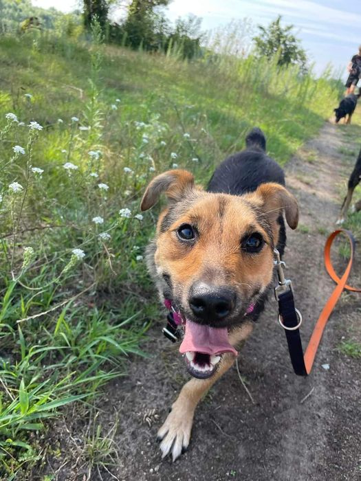 Bilonek- mały psiak bez ogonka