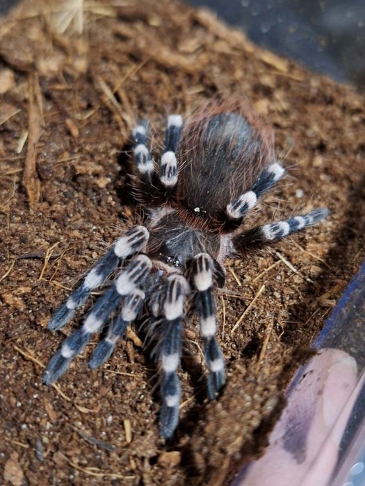 Acanthoscurria geniculata 4 DC ptasznik białokolanowy