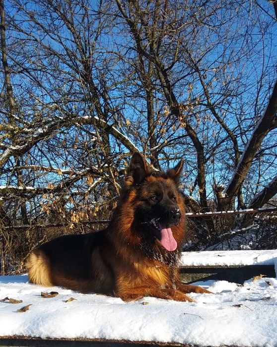 В'язка, німець хлопчик