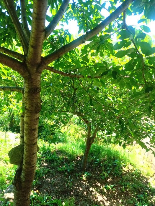 Casa para restaurar e terreno