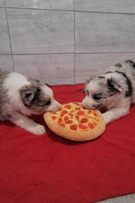 Border Collie Suczka Śliczna Wyjątkowa